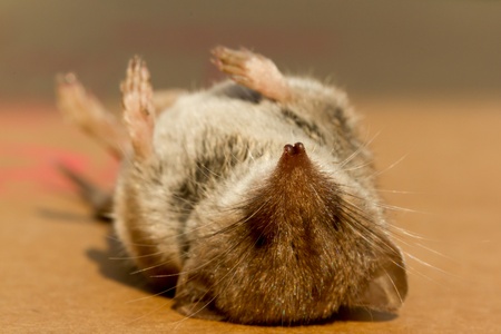 A mouse who fell victim to a cat 