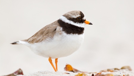 A ringed plover walking on the beach の写真素材