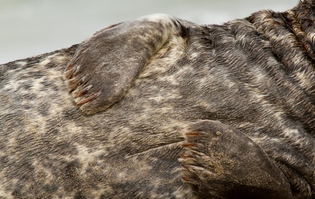 A closeup of a grey sealの写真素材