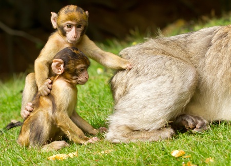 Two young monkeys with their mother