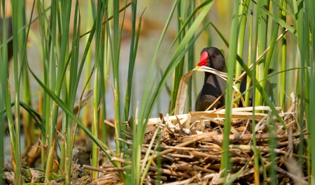 A common coot making a nest の写真素材
