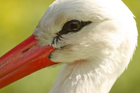 A closeup of a stork
