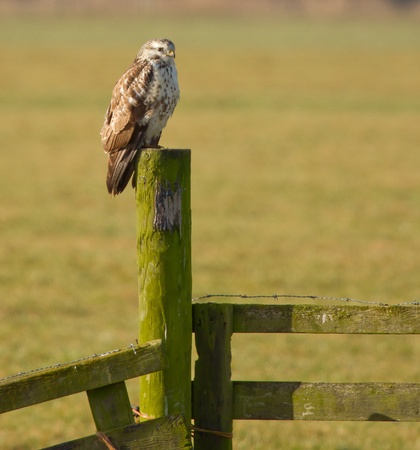 A buzzard in a fieldの写真素材