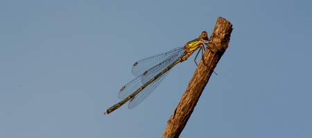 Dragonfly on a branch