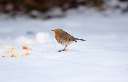 A robin in the snow の写真素材