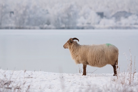 A sheep in a white field の写真素材