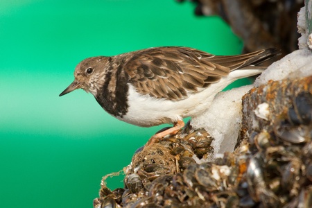 A Ruddy Turnstone is eating a mussel の写真素材