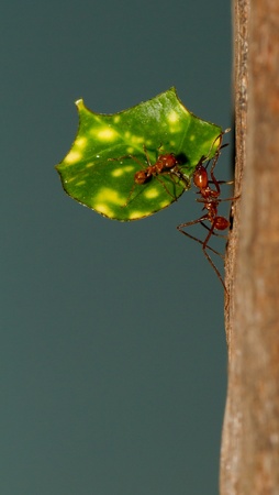 A leaf cutter ant is carrying a leafの写真素材