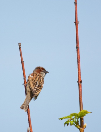 A sparrow on the lookoutの写真素材