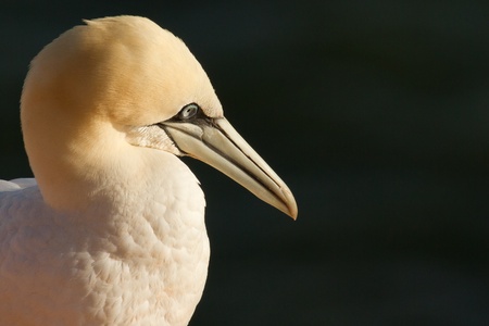 Close-up of a gannet in Helgolandの写真素材