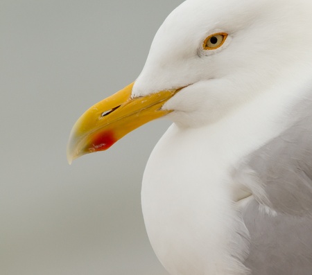 A close-up of a Herring Gull in Helgolandの写真素材