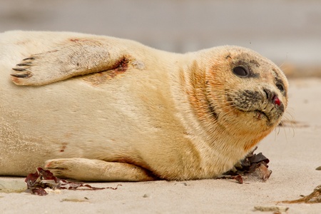 A common seal is resting on the beachの写真素材