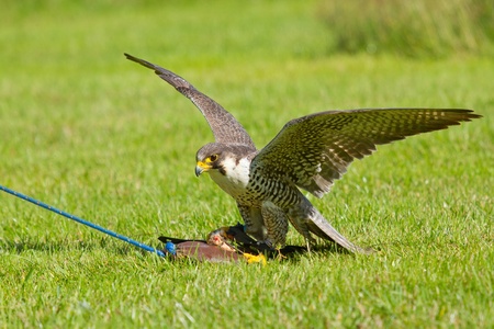 A falcon in captivity is training to huntの写真素材