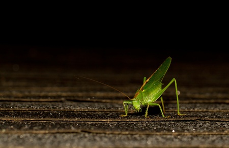 A close-up of a grasshopperの写真素材