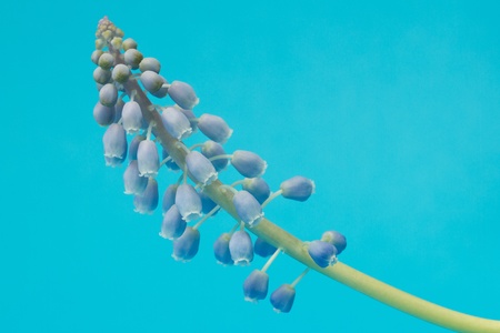 Muscari botryoides flower also known as blue grape hyacinth in closeup over blue backgroundの写真素材