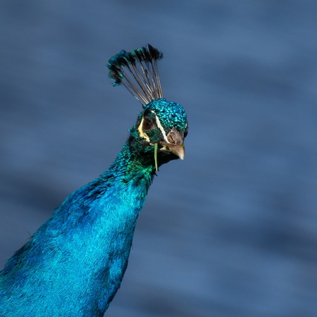 A colorful male peacock is eating grassの写真素材
