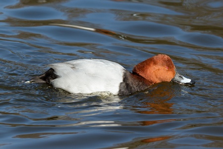 A Common Pochard is drinking from a lakeの写真素材