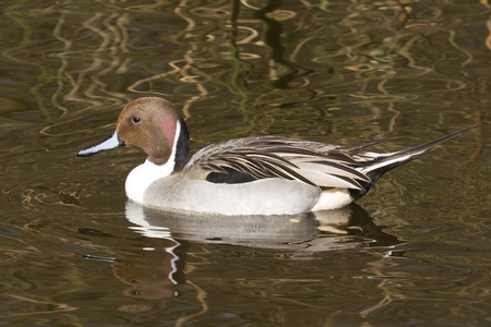 Northern pintail drake swimming in still waterの写真素材