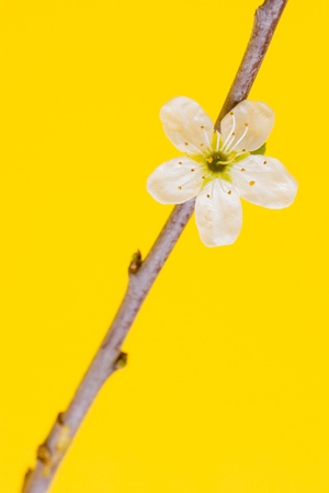 Flower in a tree on a yellow background (spring)の写真素材