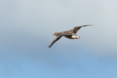 A greylag goose in flight (Schiermonnikoog, Holland)の写真素材