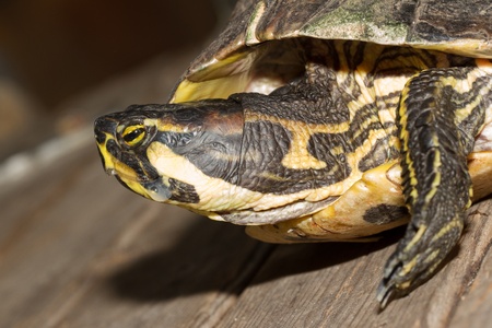 A European pond terrapin is sitting on a stone
