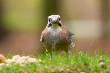 A Jay bird (Garrulus glandarius) in the grassの写真素材