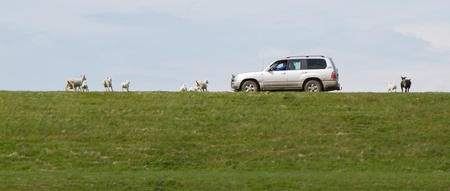 A farmer feeding a flock of sheep from his jeep