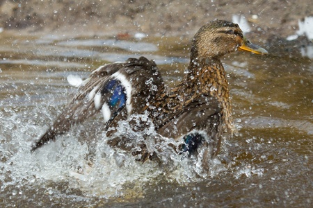 A washing mallard in the water (Holland)の写真素材