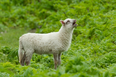 Little lamb in a wild green field