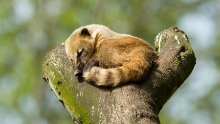 Sleeping coatimundi in a tree (zoo, Holland)の写真素材
