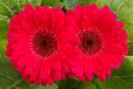 Pink gerbera flower isolated on green leavesの写真素材