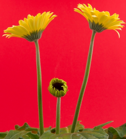 Yellow gerbera flower isolated on a red backgroundの写真素材