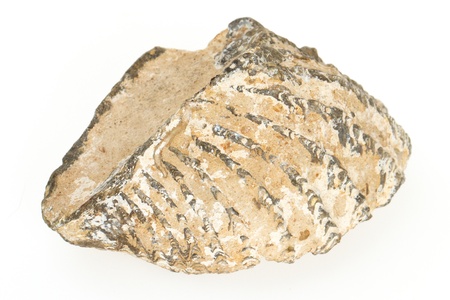 Very old fossil of a shell, isolated on whiteの写真素材
