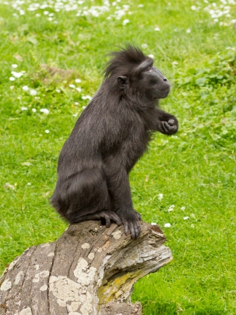 Crested Black Macaque (Macaca nigra) in a dutch zoo