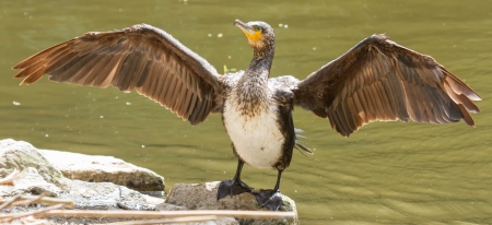 Phalacrocorax carbo (cormorant) drying it's wings on a rock