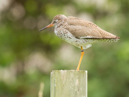 Redshank on a pole (captivity, zoo, Holland)の写真素材