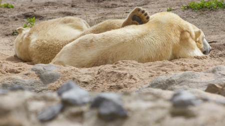 Close-up of a polarbear (icebear) in capticity (Holland)