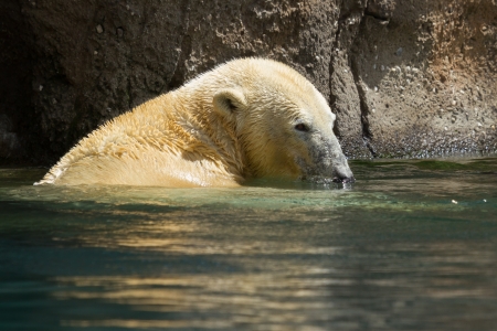Close-up of a polarbear (icebear) in capticity (Holland)の写真素材