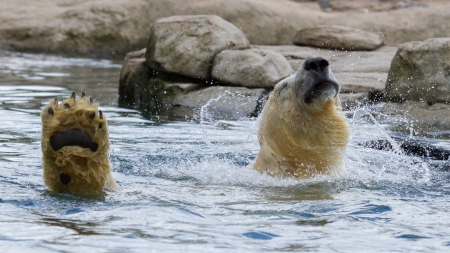 Close-up of a polarbear (icebear) in capticity (Holland)