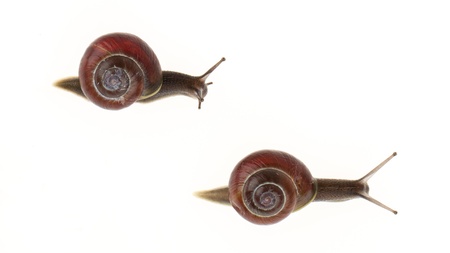 Two garden snails (Helix aspersa) isolated on a white backgroundの写真素材