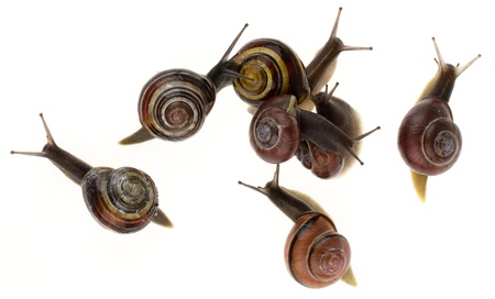 Group of garden snails (Helix aspersa) isolated on a white backgroundの写真素材