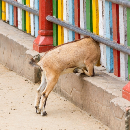Brown goat looking through a colorful fenceの写真素材