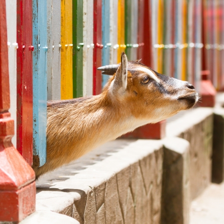 Brown goat looking through a colorful fenceの写真素材