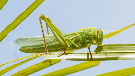 Large grasshopper from the side, eating grassの写真素材