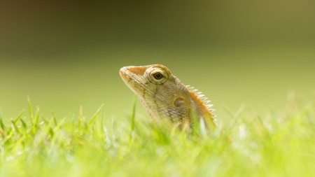 Close up of a lizard in the green grassの写真素材