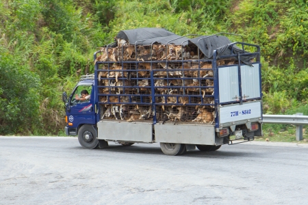 VIETNAM - AUG 4: Trailer filled with live dogs destined for Vietnamese slaughterhouses in the north of Vietnam, Vietnam on August 4,2012.のeditorial素材