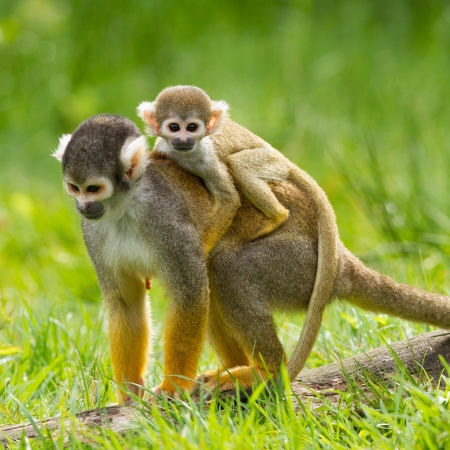Young ape on the back of it's mother (captivity, dutch zoo)の写真素材