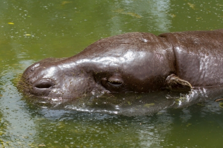 Pygmy hippo swimming in a pool in Saigon (Vietnam)