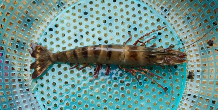 Large living prawn on a Vietnamese market, Dong Hoiの写真素材