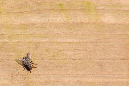 Small housefly on wood, room for copy space